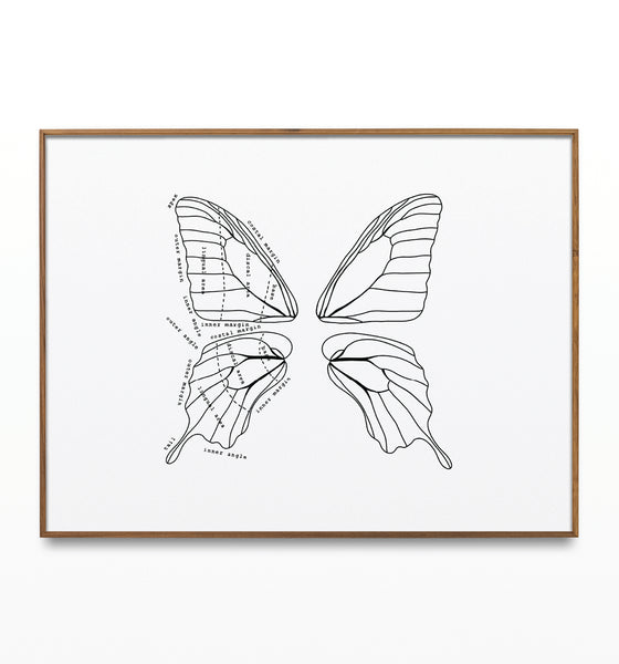 Labeled Butterfly Wings Artwork